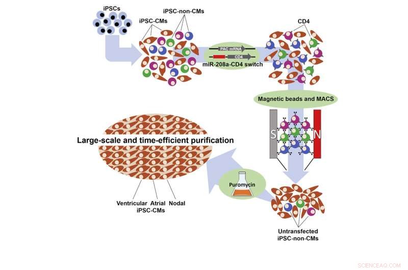 Revolutionary miR‑Switch MACS: Rapid, High‑Yield iPSC‑Derived Cardiomyocyte Sorting via MicroRNA‑Guided Magnetic Beads