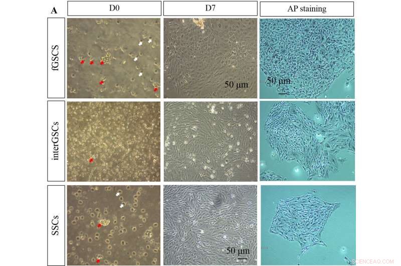 Successful Isolation of Germline Stem Cells in Protogynous Hermaphroditic Monopterus albus