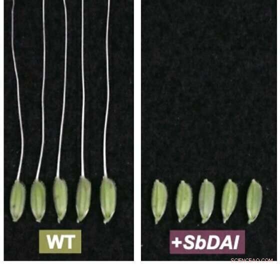 Researchers Unlock Genetic Mechanism Behind Awn Suppression in Sorghum