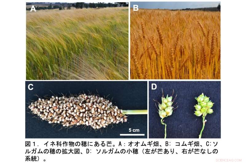 Researchers Unlock Genetic Mechanism Behind Awn Suppression in Sorghum