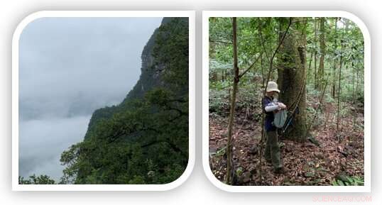 Genome‑Wide Introgression Reveals Gene Flow Between Two Sympatric Asian Oak Species