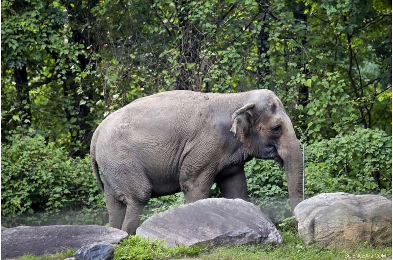 Court Declares Bronx Zoo Elephant Happy Is Not a Person, Upholding Zoo’s Custody