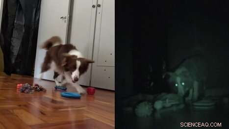 New Study Sheds Light on How Dogs Perceive Their Toys