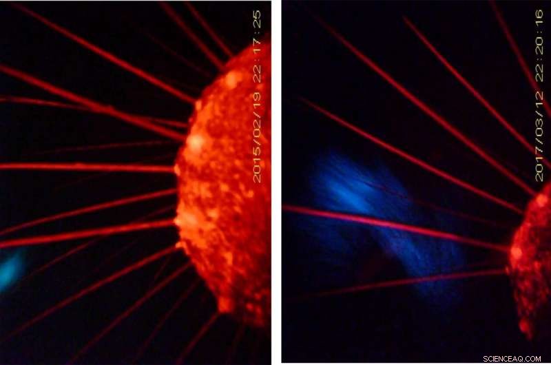 Elephant Seals Use Whiskers as a Secret Weapon in Deep-Sea Hunting