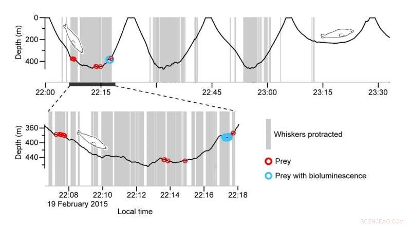 Elephant Seals Use Whiskers as a Secret Weapon in Deep-Sea Hunting