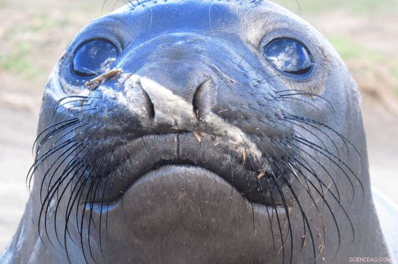 Elephant Seals Use Whiskers as a Secret Weapon in Deep-Sea Hunting