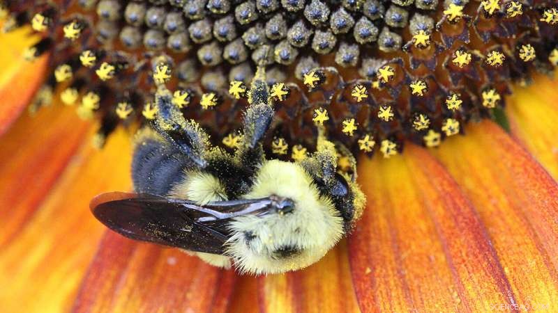 New Study Finds Flower Shape Drives Parasite Spread to Eastern Bumble Bees