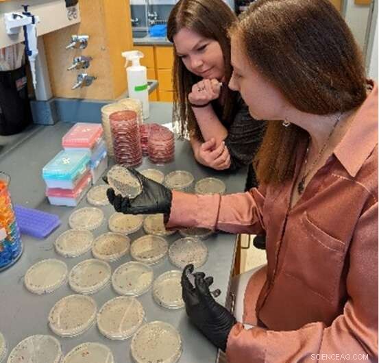 E. coli Research Reveals How Mutualism and Cooperation Shape Bacterial Species