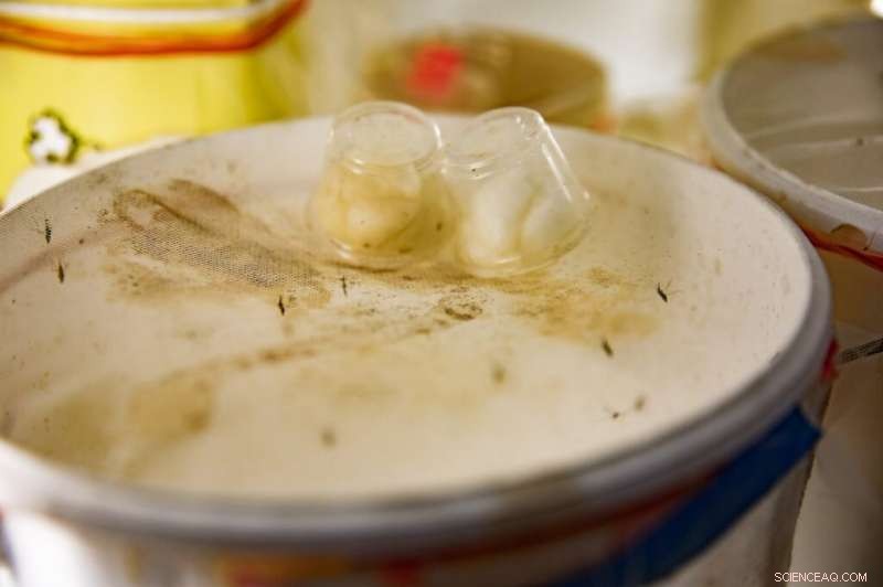 Virginia Tech Breakthrough: Mapping Mosquito Genome Paves Way to Stop Malaria Transmission