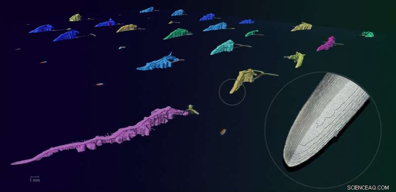 AI-Driven Imaging Captures Plant Growth From Germination to Root Development