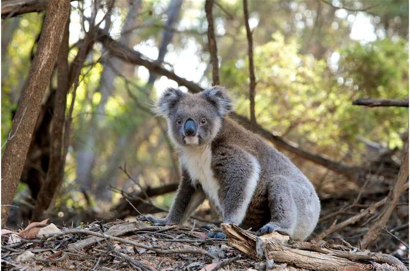 Uppsala University Discovers Novel Endogenous Retroviruses in Koala Genome