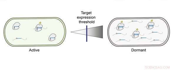 CRISPR‑Cas13: How Target RNA Levels Shape Immune Responses
