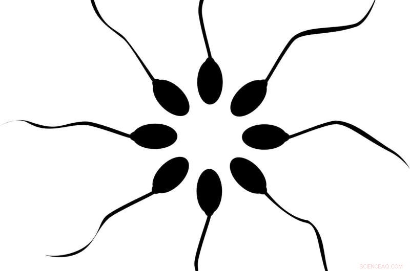 Zinc Ion Regulates Key Sperm Capacitation Steps, Enhancing Fertilization Success