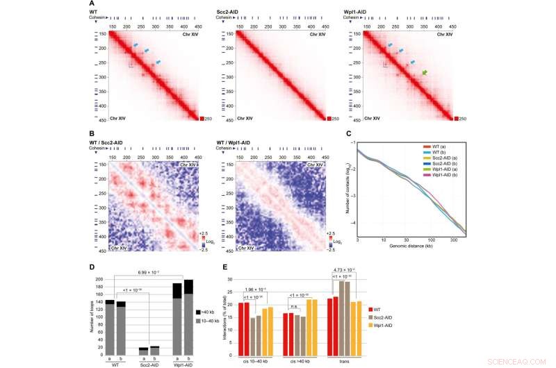 Unexpected DNA Process Drives Chromosome Folding: New Research Uncovers Novel Mechanism