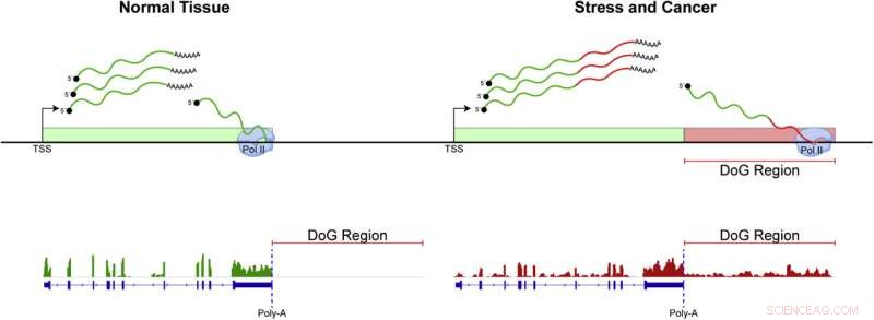 Unveiling Novel Functions of Non-Coding RNAs in Stress Response and Cancer