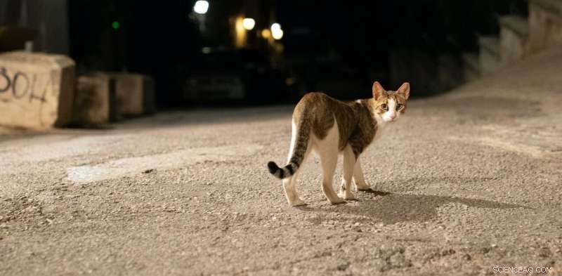 Free-Range Cats Threaten Human and Wildlife Health
