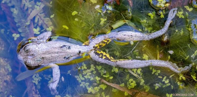 Urgent: Australia Faces Another Wave of Frog Mortality—Your Insights Needed
