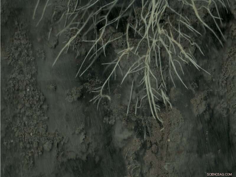 Peas and Lentils Allocate Root Development Differently, Influencing Crop Yields