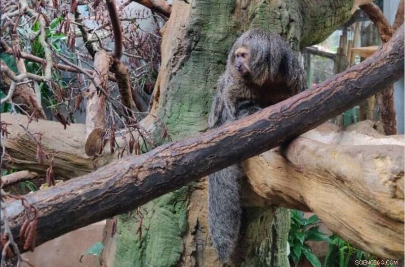 Innovative Media Player Shows Zoo Animals Prefer Audio Over Video