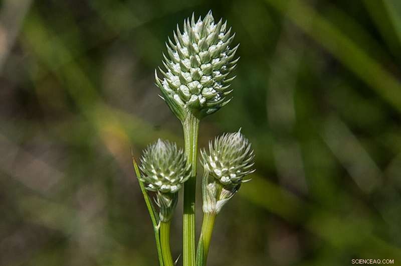 Arizona Eryngo Designated Endangered: Conservation Efforts Accelerated