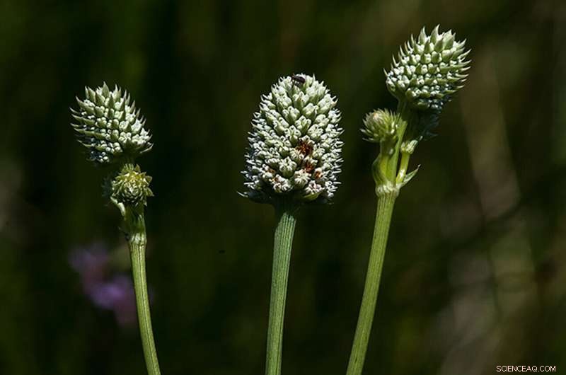 Arizona Eryngo Designated Endangered: Conservation Efforts Accelerated