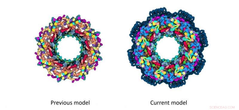 Decoding the Architecture of the Human Nuclear Pore Complex with AlphaFold2