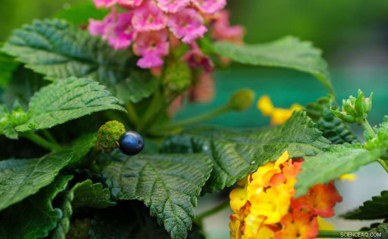 New Study Decodes the Science Behind Lantana Strigocamara s Blue Berries