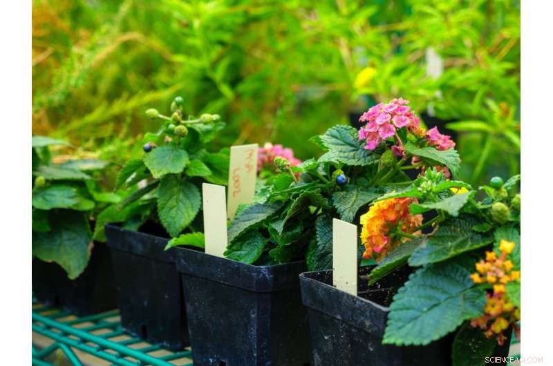 New Study Decodes the Science Behind Lantana Strigocamara s Blue Berries