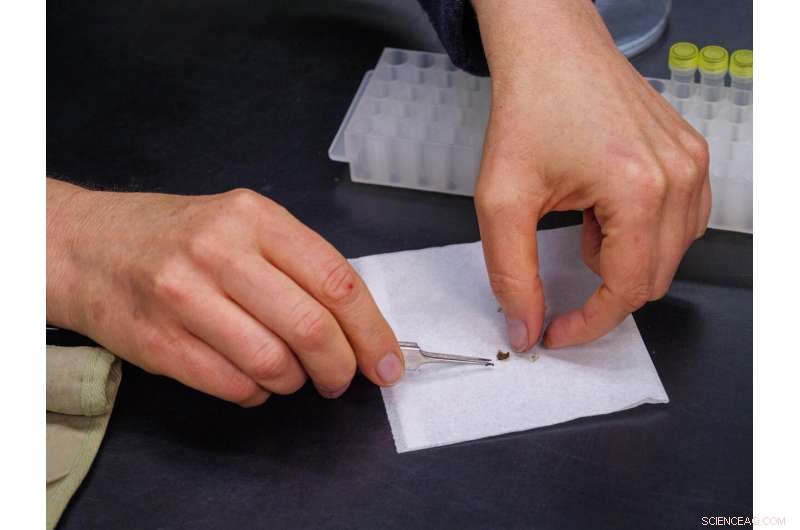 New Study Decodes the Science Behind Lantana Strigocamara s Blue Berries