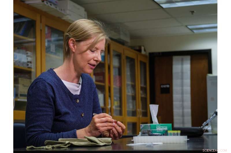 New Study Decodes the Science Behind Lantana Strigocamara s Blue Berries