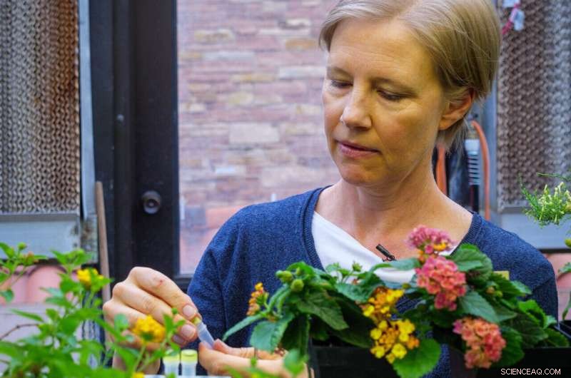 New Study Decodes the Science Behind Lantana Strigocamara s Blue Berries