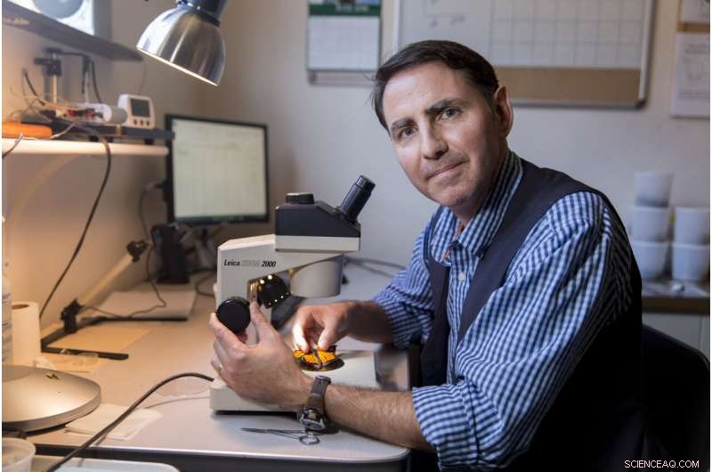 Monarch Butterfly Populations in North America Stay Strong: New UGA Study Reveals Stable Summer Numbers