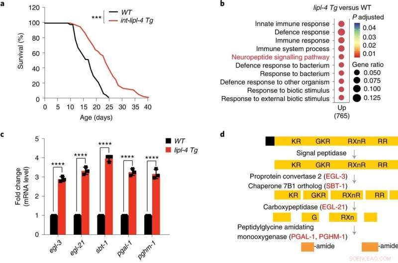 Lysosomes: The Cellular Recycling Centers Unlocking Anti-Aging Secrets