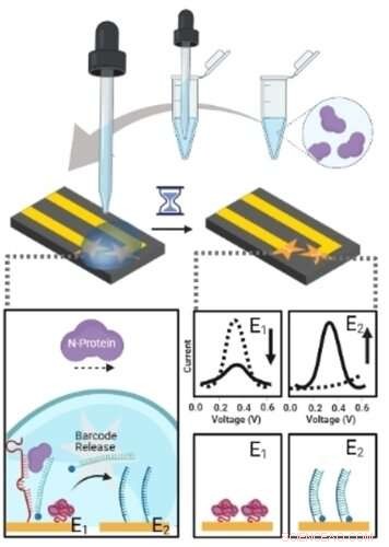 McMaster University Introduces Rapid Test for Livestock Infections, Starting with Pigs