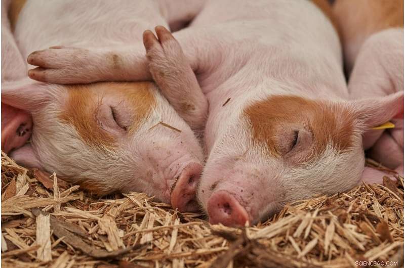 McMaster University Introduces Rapid Test for Livestock Infections, Starting with Pigs