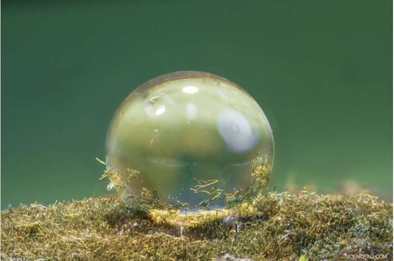 Water Repellency: The Key to Life’s Transition onto Land 1 Billion Years Ago