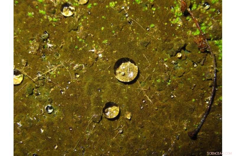 Water Repellency: The Key to Life’s Transition onto Land 1 Billion Years Ago