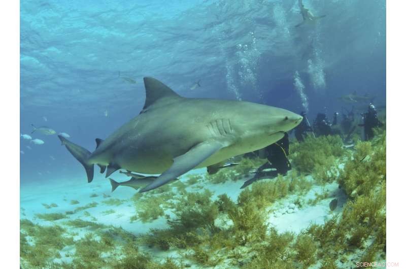 Juvenile Bull Sharks Face Severe Food Scarcity Threat