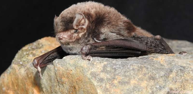 Australia s Smallest Bat Faces Extinction – How You Can Make a Difference