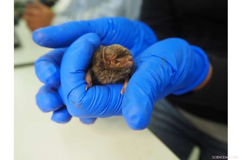 Australia s Smallest Bat Faces Extinction – How You Can Make a Difference