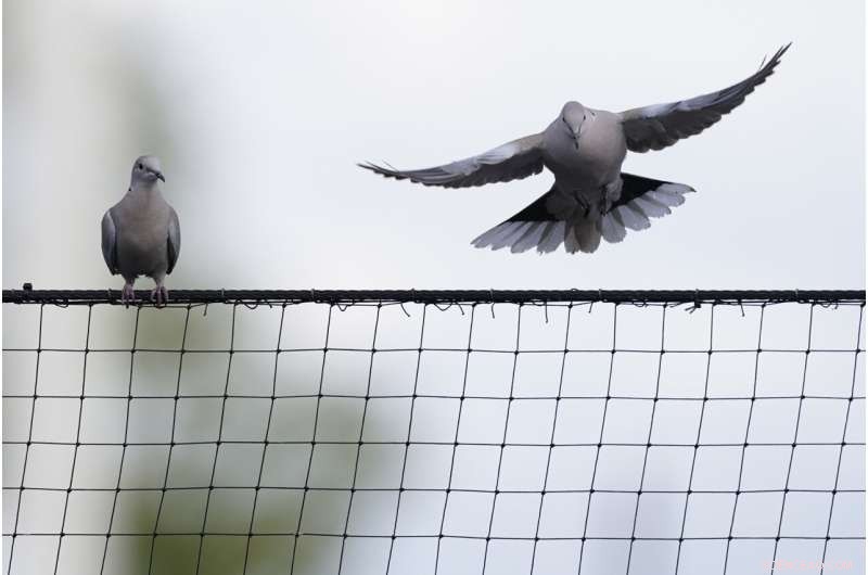 Bird Flu Reaches Southwest Amid 37 Million Bird Deaths Nationwide