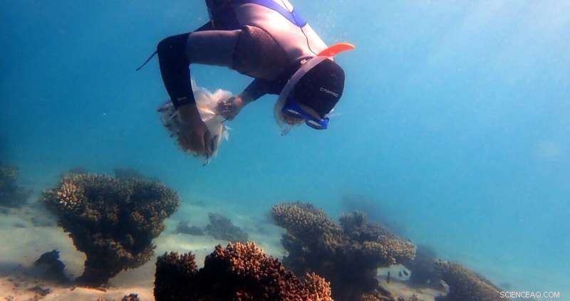 Ningaloo Coral Reefs Struggle to Withstand Climate Change, Study Finds