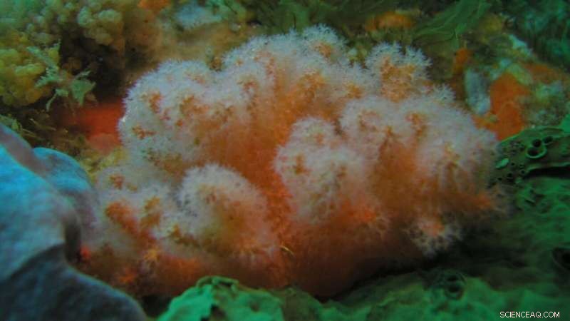 Ten New New Zealand Coral Species Uncovered by Dr. Gustav Kessel