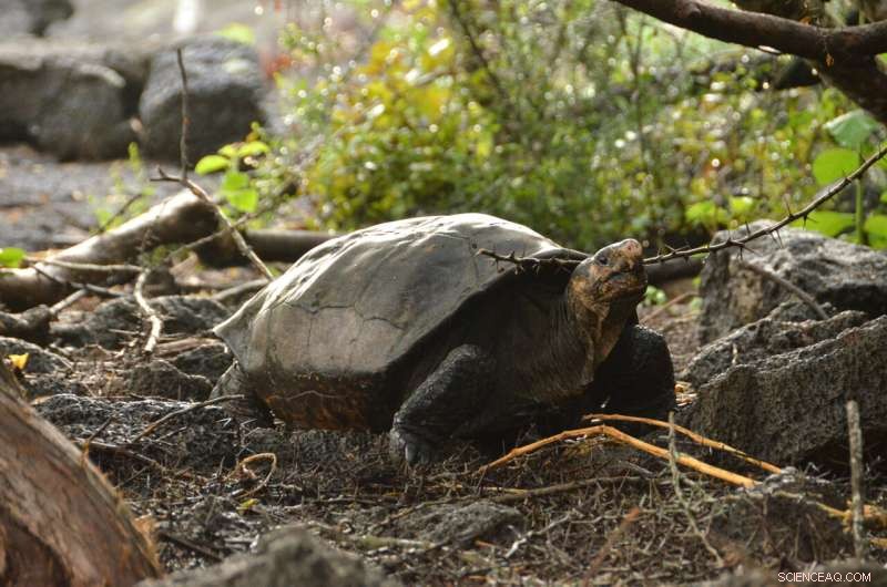 Fernandina Giant Tortoise Rediscovered Alive After a Century – Galápagos Discovery