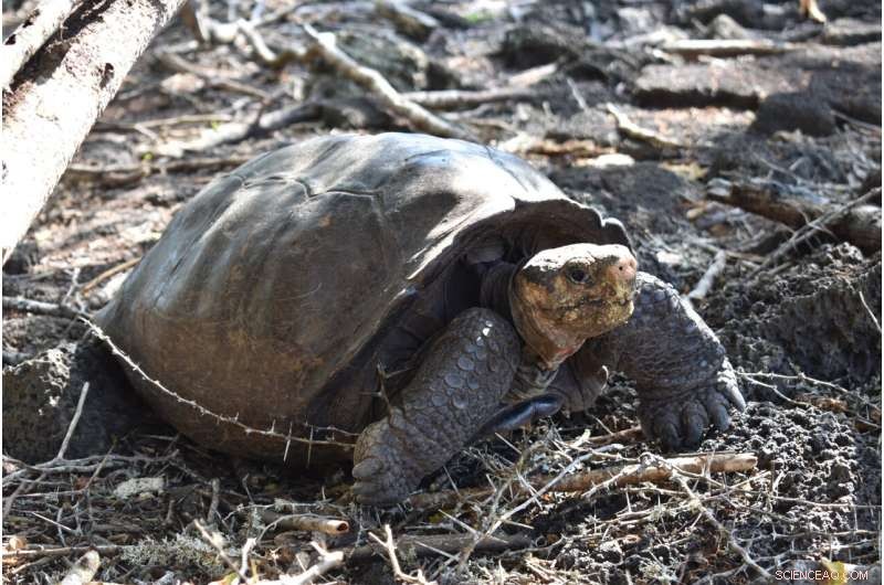Fernandina Giant Tortoise Rediscovered Alive After a Century – Galápagos Discovery