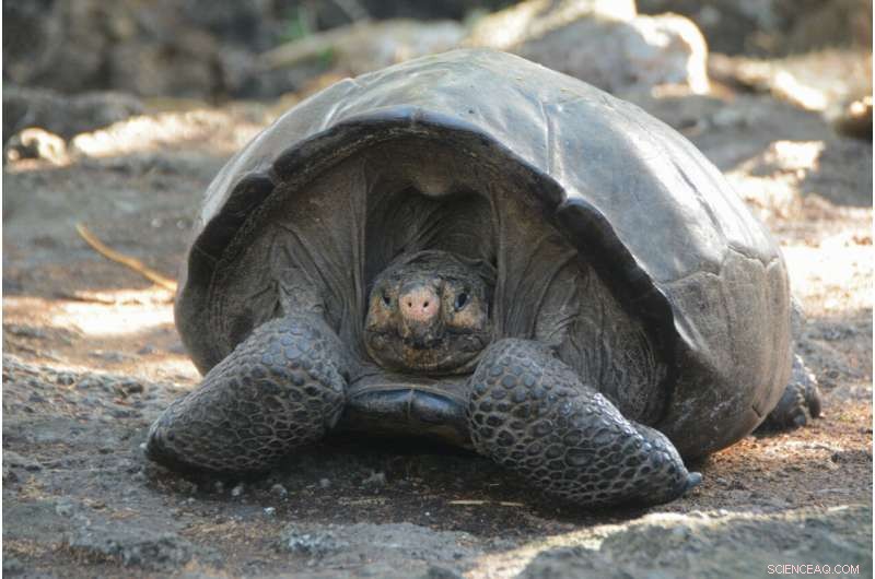Fernandina Giant Tortoise Rediscovered Alive After a Century – Galápagos Discovery