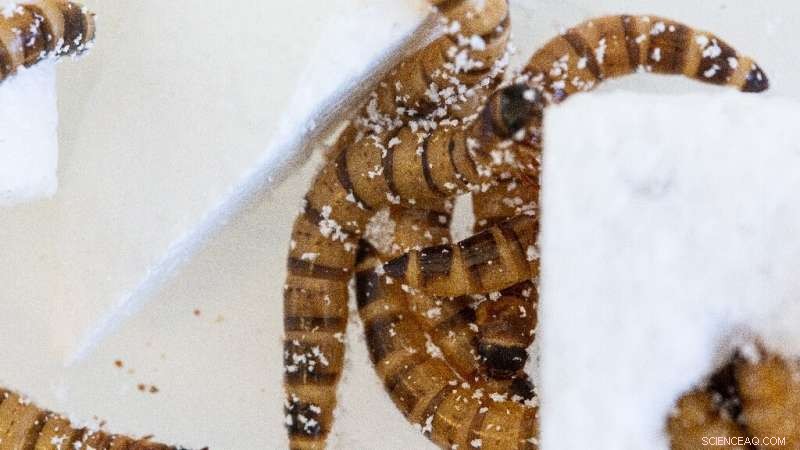 Superworms Reveal Path to Efficient Styrofoam Recycling