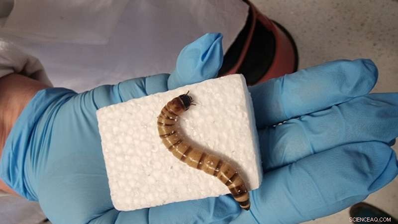 Superworms Reveal Path to Efficient Styrofoam Recycling