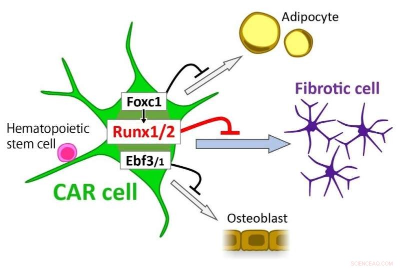 Optimizing Hematopoietic Stem Cell Niches for Superior Blood Cell Development