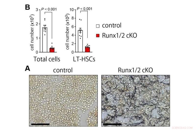 Optimizing Hematopoietic Stem Cell Niches for Superior Blood Cell Development